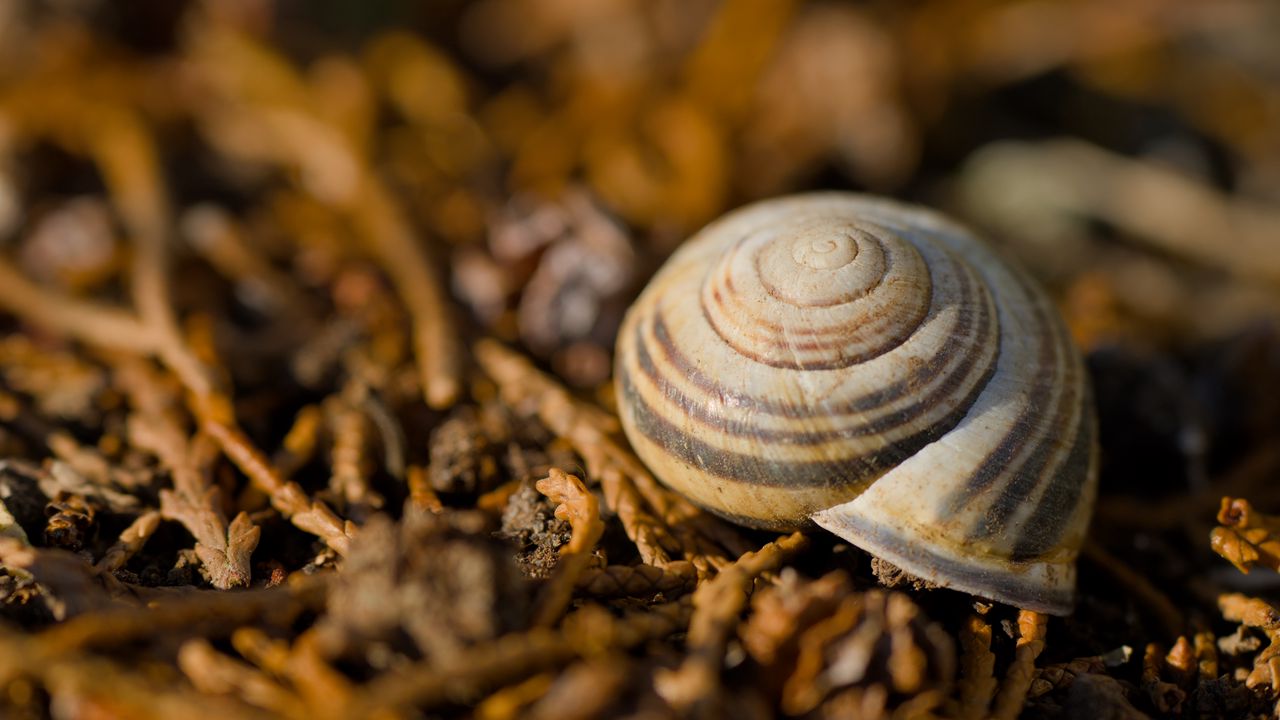 Wallpaper shell, macro, lines