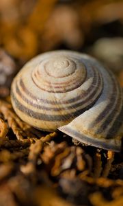 Preview wallpaper shell, macro, lines