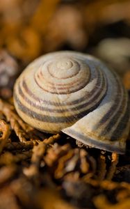 Preview wallpaper shell, macro, lines