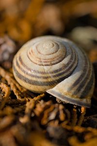 Preview wallpaper shell, macro, lines