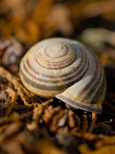 Preview wallpaper shell, macro, lines