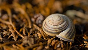 Preview wallpaper shell, macro, lines
