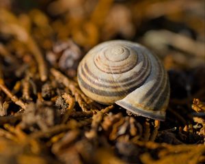Preview wallpaper shell, macro, lines
