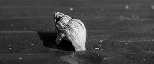 Preview wallpaper shell, sand, beach, blur, black and white