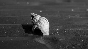 Preview wallpaper shell, sand, beach, blur, black and white