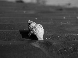 Preview wallpaper shell, sand, beach, blur, black and white