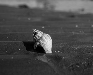 Preview wallpaper shell, sand, beach, blur, black and white