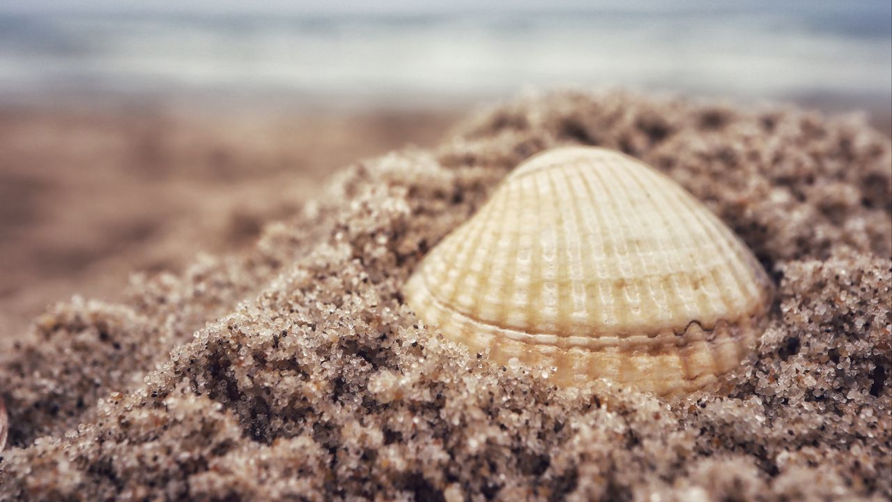Wallpaper shell, sand, beach, macro, granules