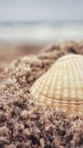 Preview wallpaper shell, sand, beach, macro, granules