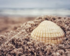 Preview wallpaper shell, sand, beach, macro, granules