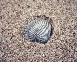 Preview wallpaper shell, sand, granules, macro