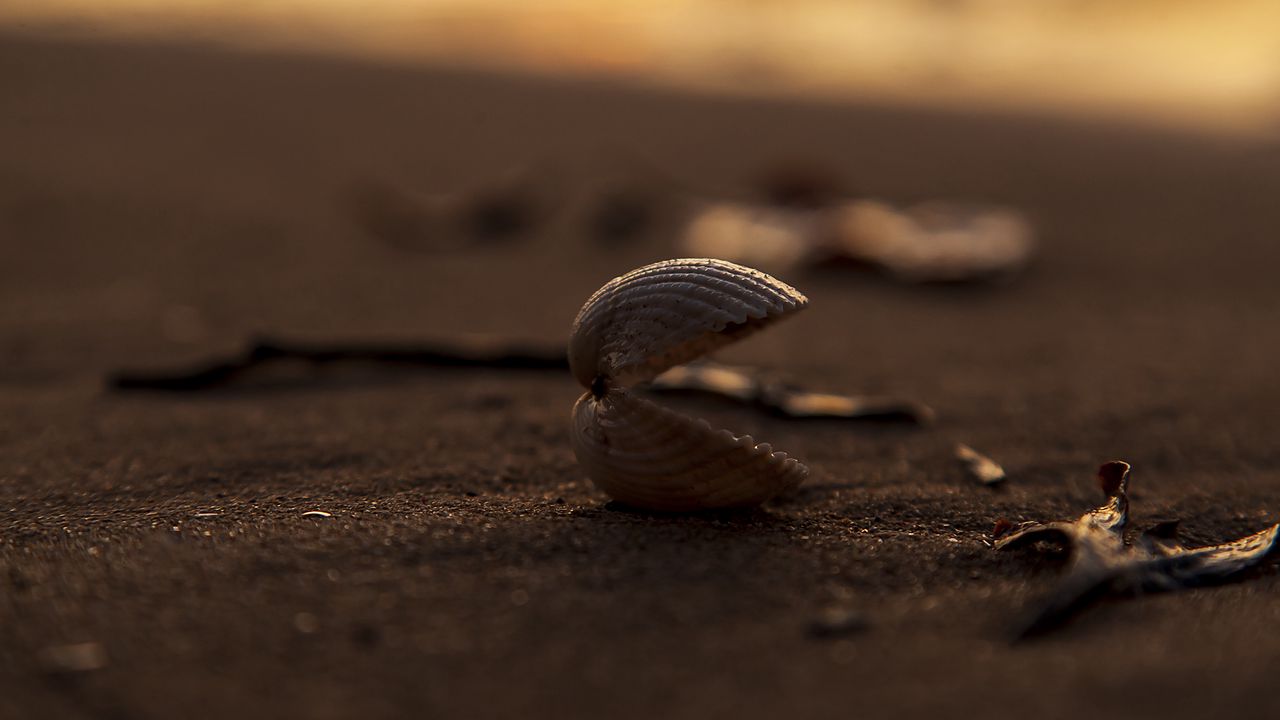 Wallpaper shell, sand, macro, beach