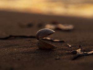 Preview wallpaper shell, sand, macro, beach