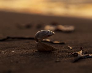 Preview wallpaper shell, sand, macro, beach