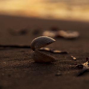 Preview wallpaper shell, sand, macro, beach