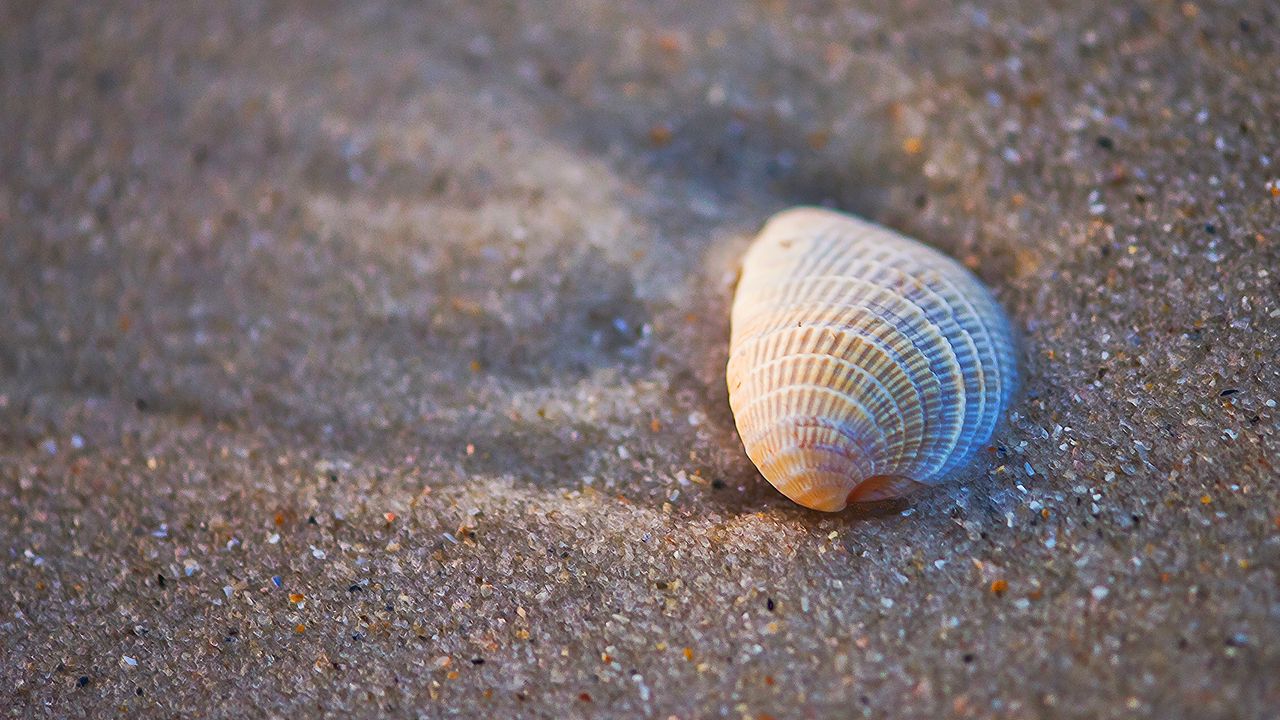 Wallpaper shell, sand, macro