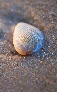 Preview wallpaper shell, sand, macro