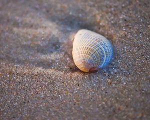 Preview wallpaper shell, sand, macro