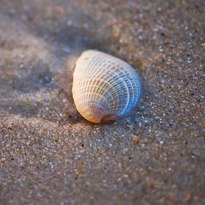 Preview wallpaper shell, sand, macro