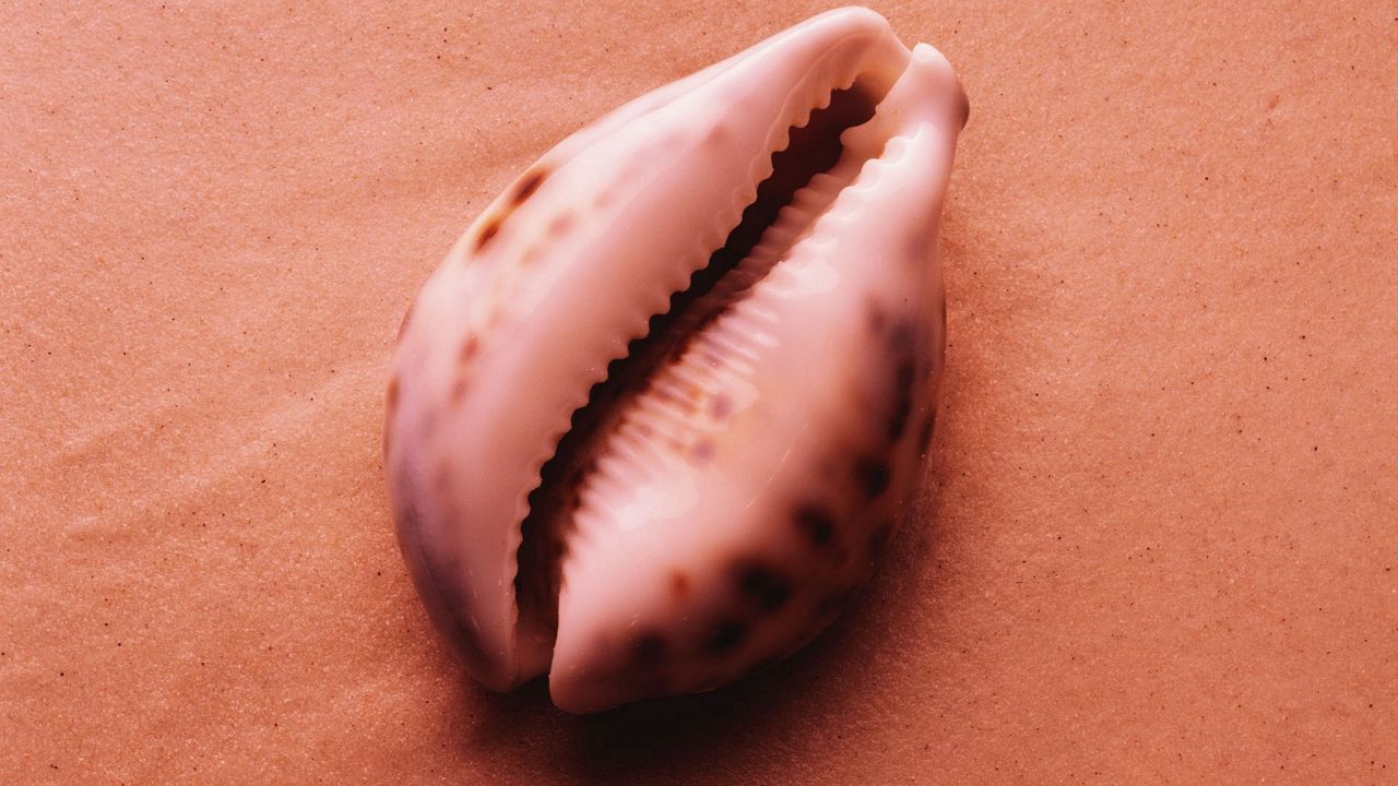Wallpaper shell, sand, shape, sea