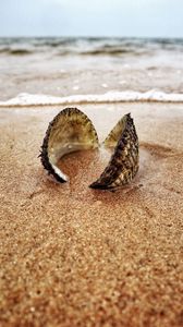 Preview wallpaper shell, sand, shore, macro