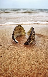 Preview wallpaper shell, sand, shore, macro