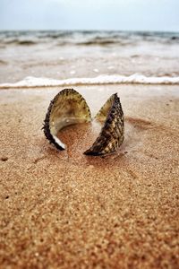 Preview wallpaper shell, sand, shore, macro