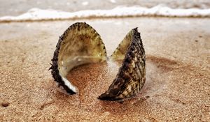Preview wallpaper shell, sand, shore, macro
