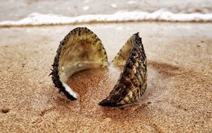 Preview wallpaper shell, sand, shore, macro