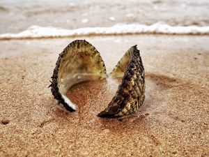 Preview wallpaper shell, sand, shore, macro