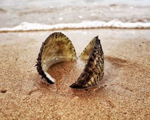Preview wallpaper shell, sand, shore, macro