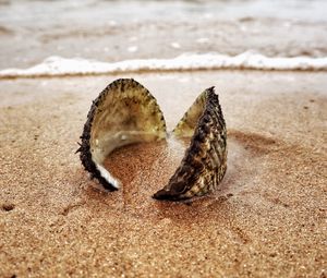 Preview wallpaper shell, sand, shore, macro