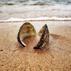 Preview wallpaper shell, sand, shore, macro