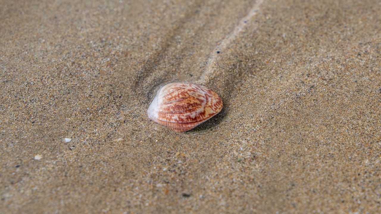 Wallpaper shell, sand, traces, macro