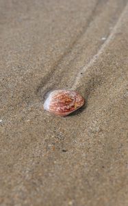 Preview wallpaper shell, sand, traces, macro