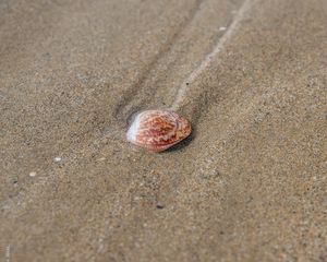 Preview wallpaper shell, sand, traces, macro