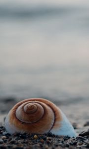 Preview wallpaper shell, sea, stones