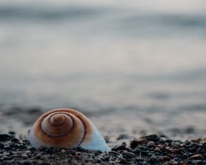 Preview wallpaper shell, sea, stones