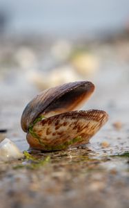 Preview wallpaper shell, shore, wet, macro