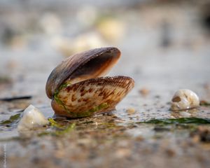 Preview wallpaper shell, shore, wet, macro