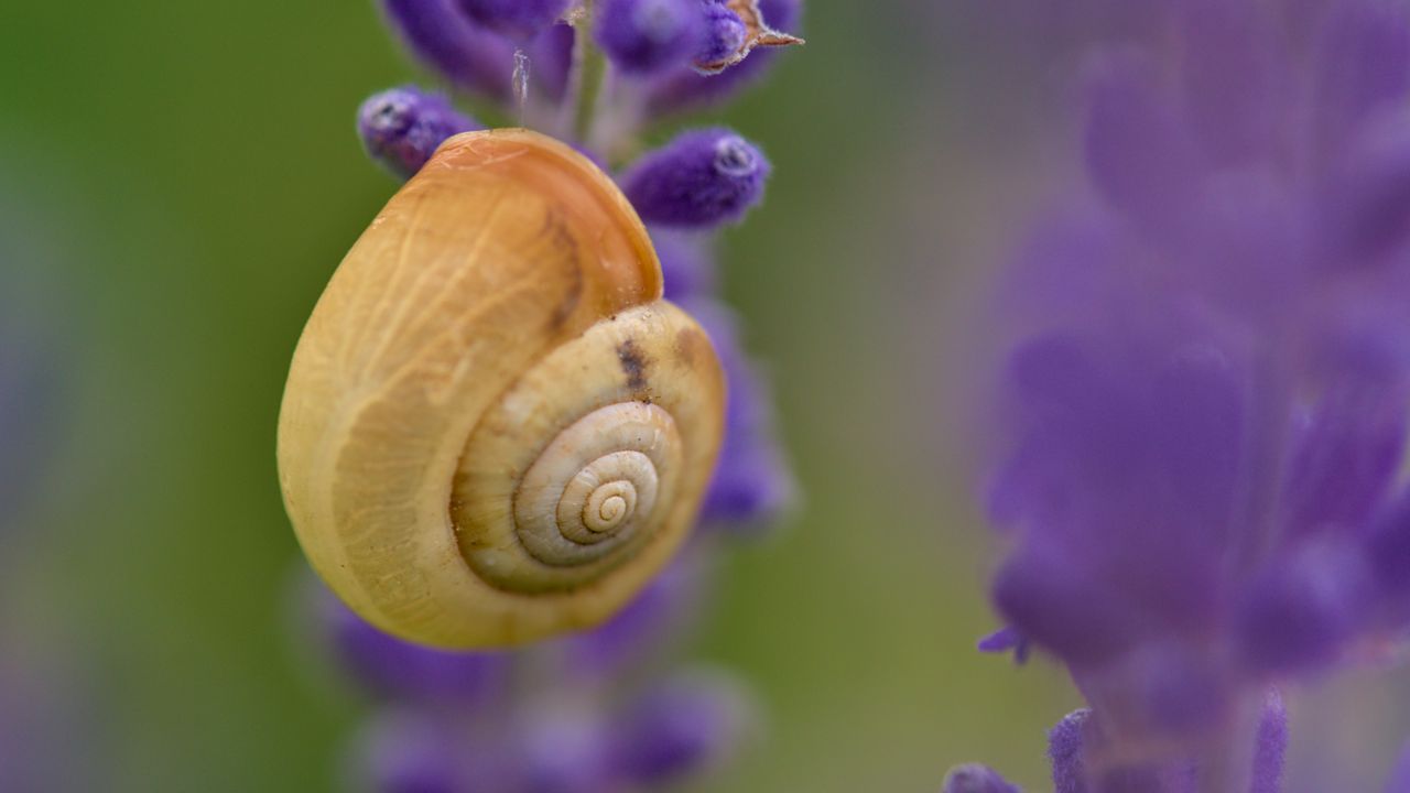 Wallpaper shell, snail, lavender, flowers, macro