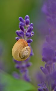 Preview wallpaper shell, snail, lavender, flowers, macro