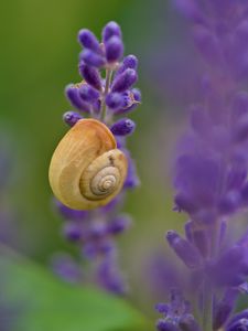 Preview wallpaper shell, snail, lavender, flowers, macro