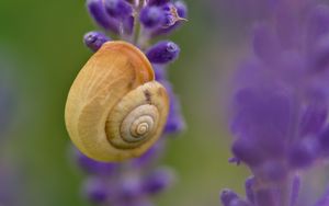 Preview wallpaper shell, snail, lavender, flowers, macro