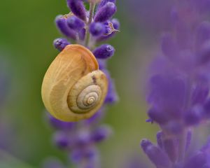 Preview wallpaper shell, snail, lavender, flowers, macro