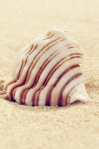 Preview wallpaper shell, striped, sand