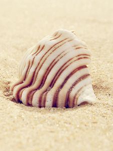 Preview wallpaper shell, striped, sand