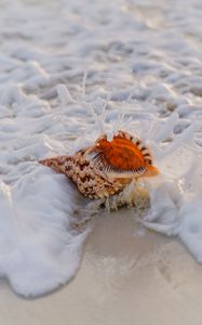 Preview wallpaper shell, surf, foam, sand