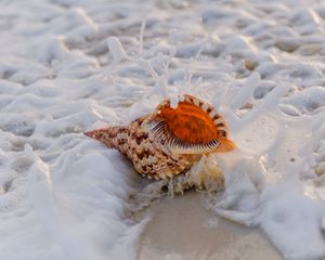 Preview wallpaper shell, surf, foam, sand