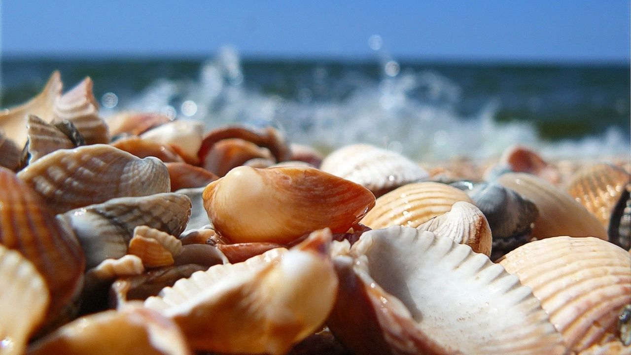 Wallpaper shells, sea, shore